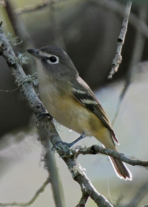 Blue HeadedVireo4994.tif
