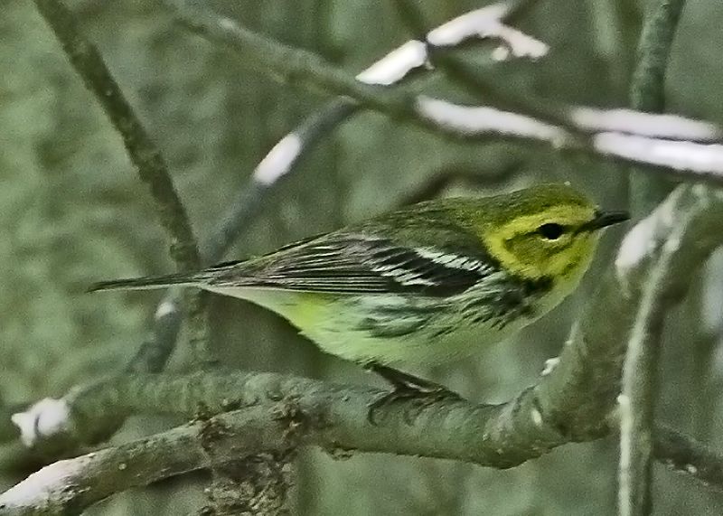 Black-throated Green8502.tif