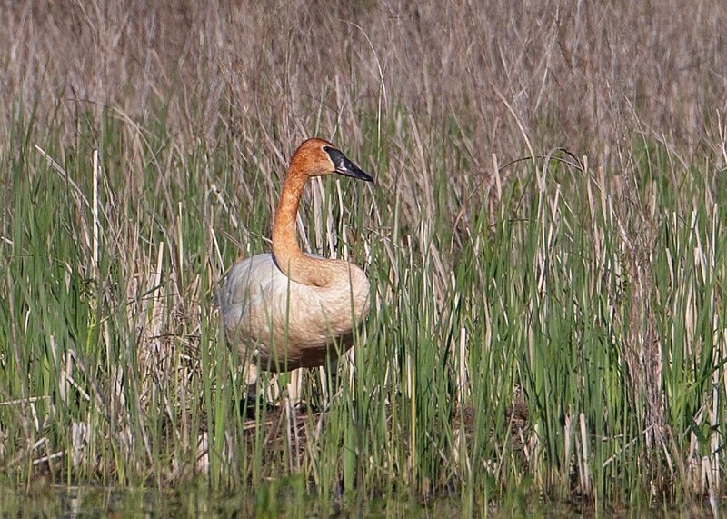 TrumpeterSwan8924.tif