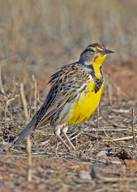 W.Meadowlark50210.tif