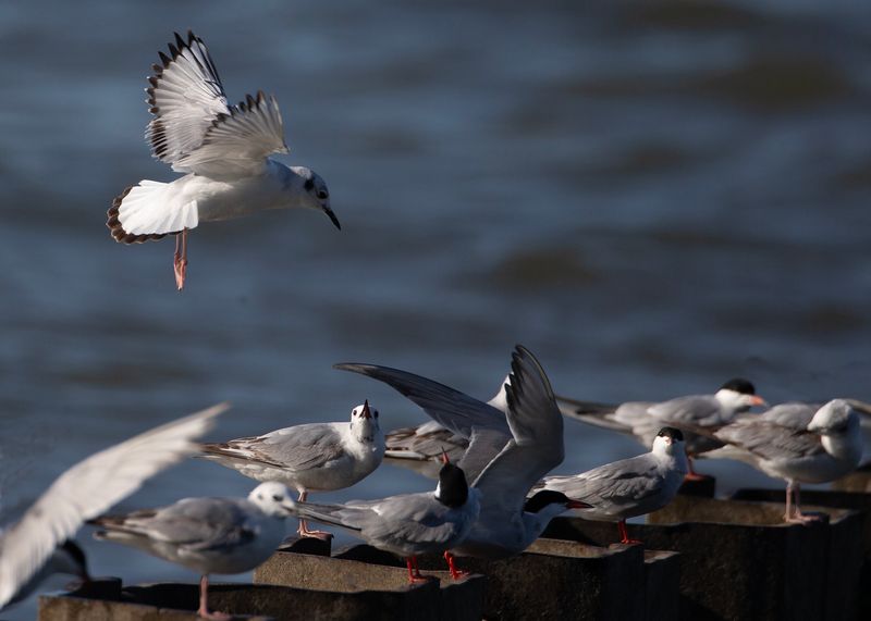 Common Terns8856.tif