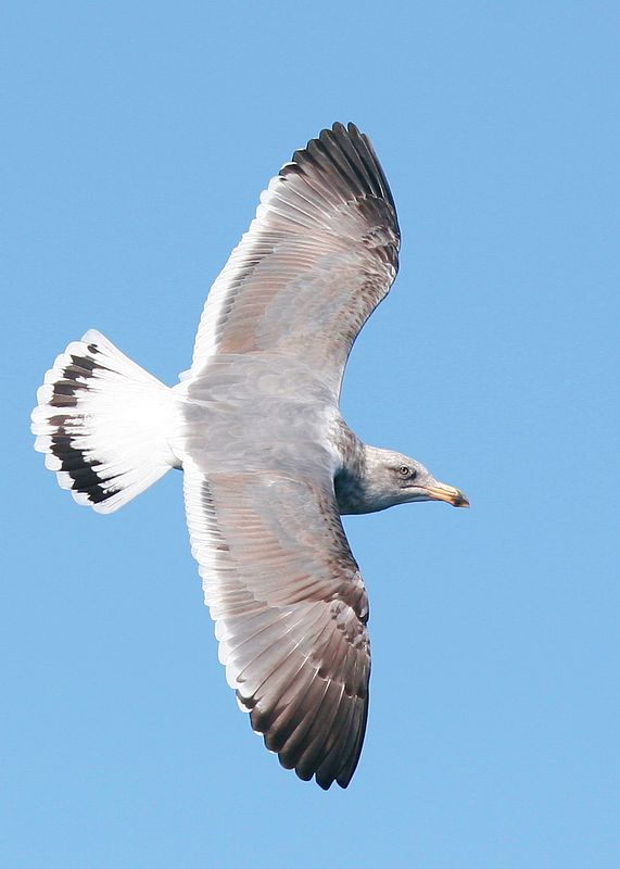 Ring-billed Gull4273.jpg