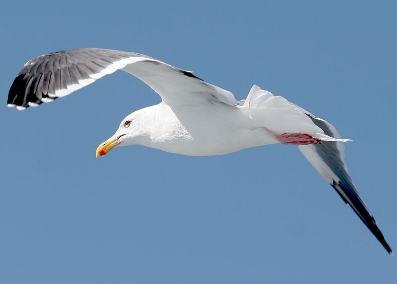 Slaty-backed Gull4284.jpg