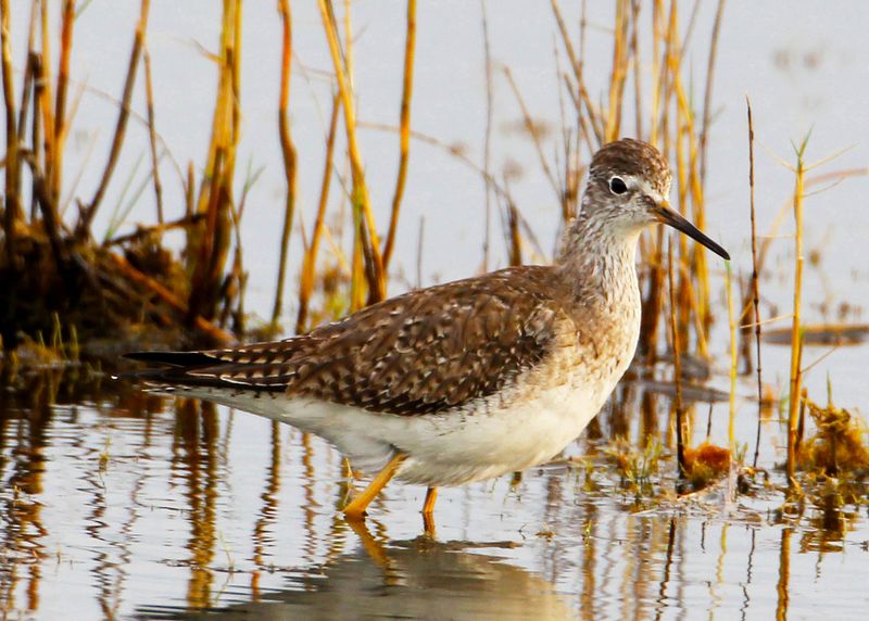 Lesser Yellow-legs-6.jpg