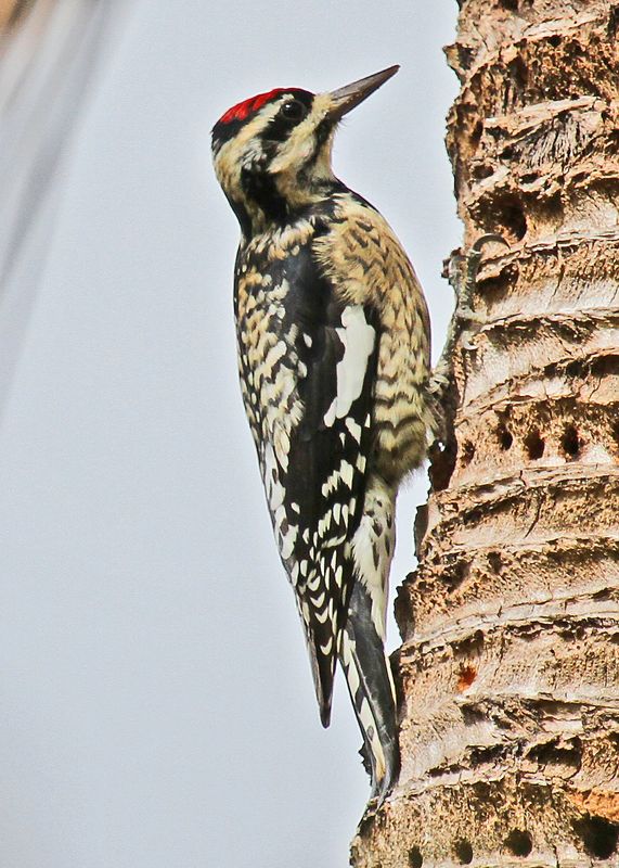 Yellow-belliedSapsucker20131.jpg