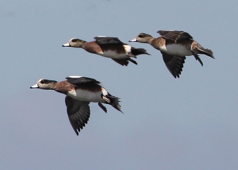 Wigeon20129.jpg