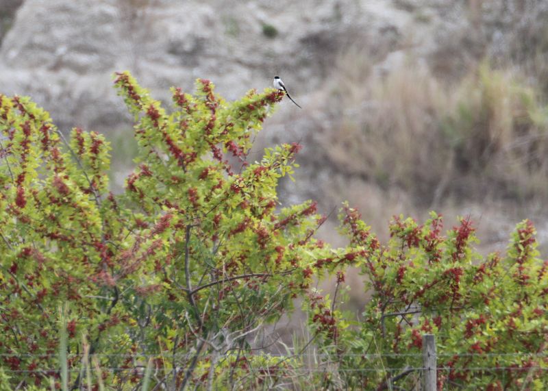 Fork-tailedFlycatcher20128.jpg