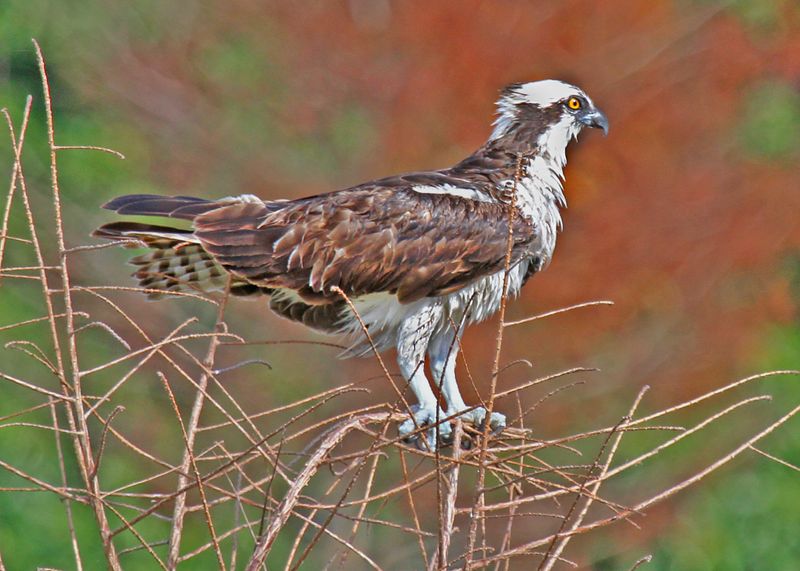 Osprey20125.jpg