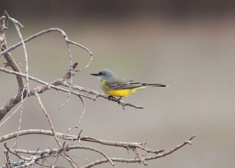 Tropical Kingbird90124.jpg
