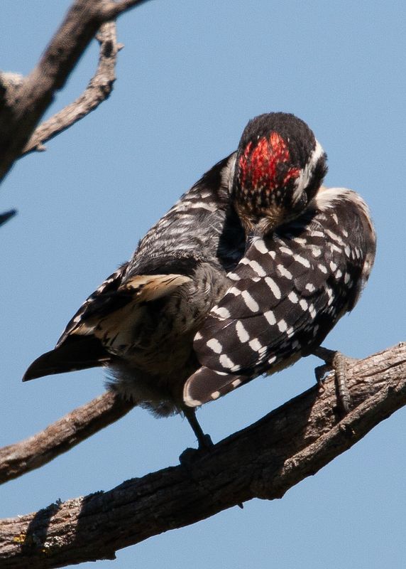 Ladderback Woodpecker-3.tif