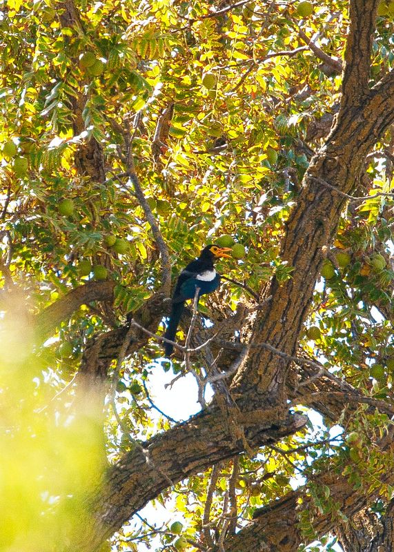 Yellow-billed Magpie-2.tif