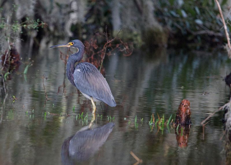 Tricolored Heron-347[1].jpg