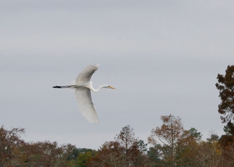 Great Egret-226[1].jpg