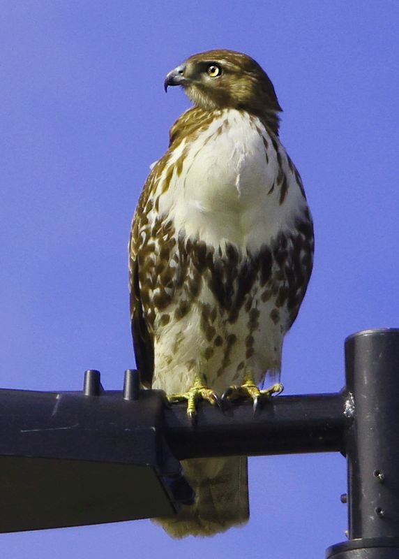 Red-tailed Hawk5703.jpg