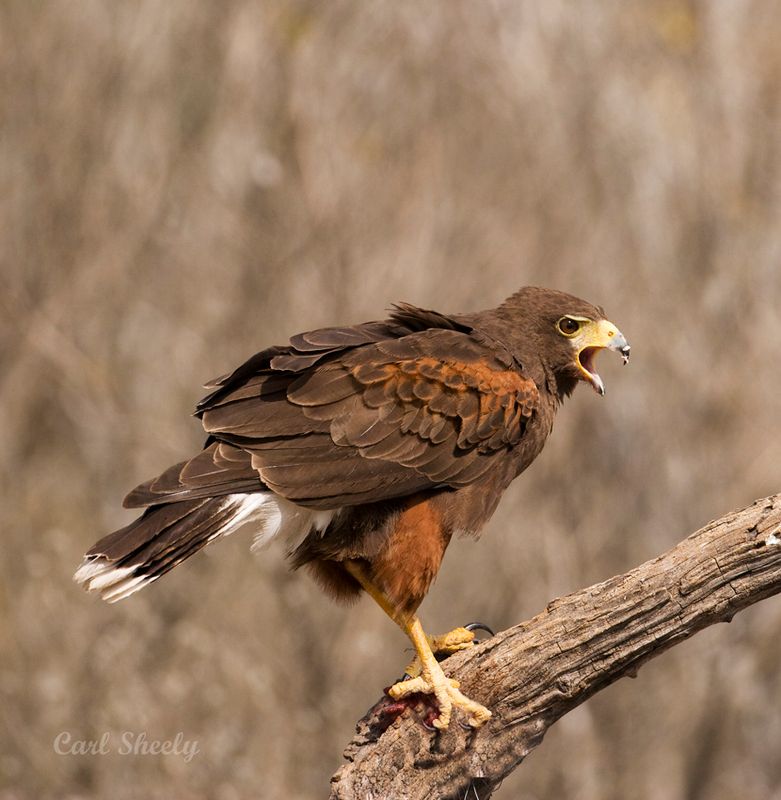 Harris Hawk-5.jpg