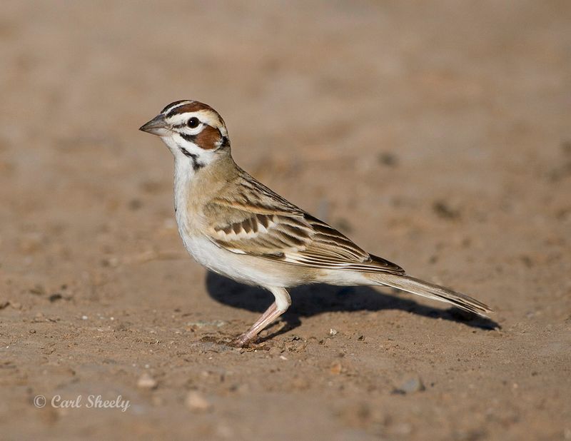 Lark Sparrow-5-SoTex.jpg