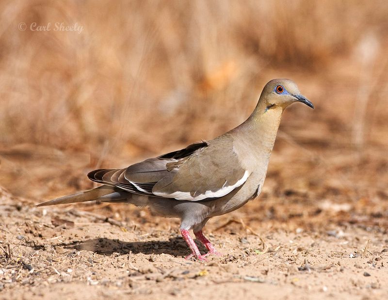 White-winged Dove-4.jpg