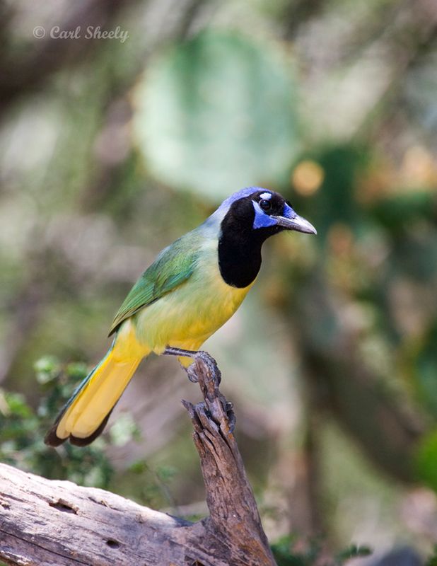 Green Jay-SoTex.jpg