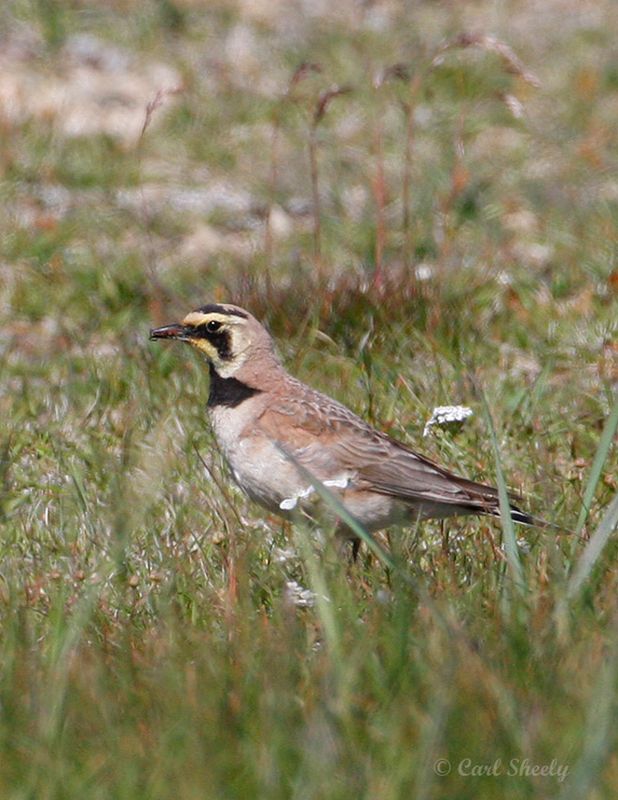 Horned Lark0215.jpg