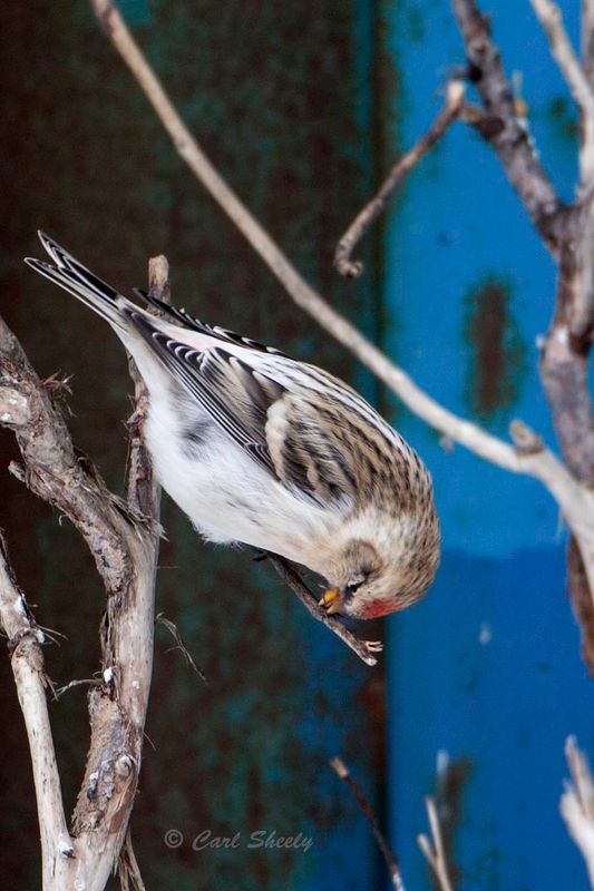 Hoary Redpoll 0152.jpg