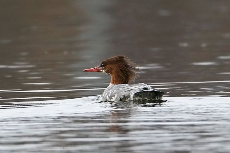 Common Merganser 0338.jpg