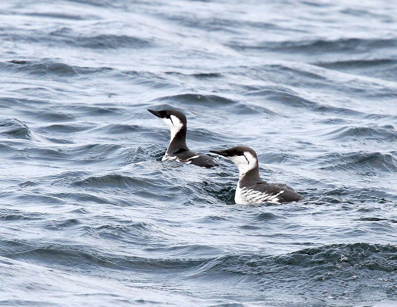 Comon Murres.jpg