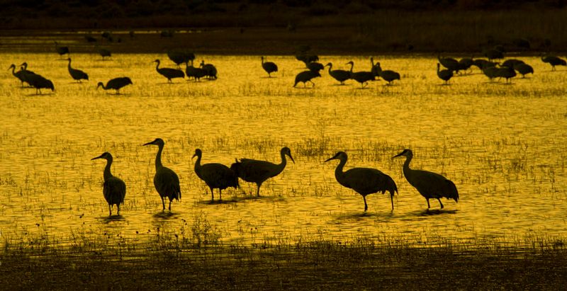 Sandhill Cranes-26.jpg
