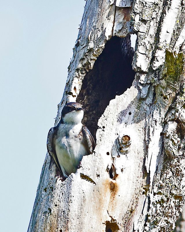 Tree Swallow 5976.tif