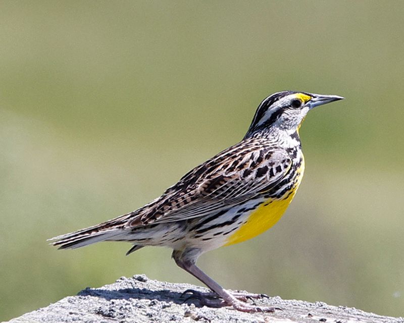 E. Meadowlark 344.tif