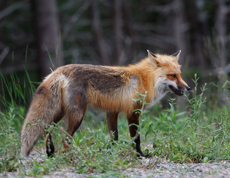 RedFox0796.jpg
