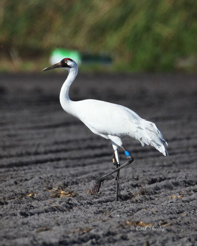Whooping Crane-2.tif