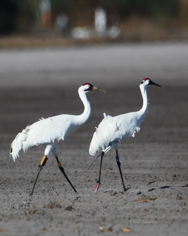 Whooping Cranes-Florida.tif