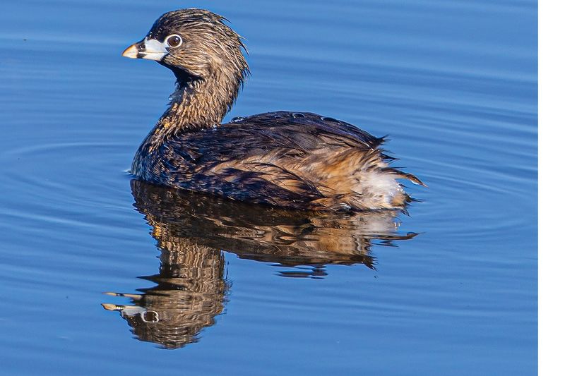 Pibilled Grebe1A7945.tif