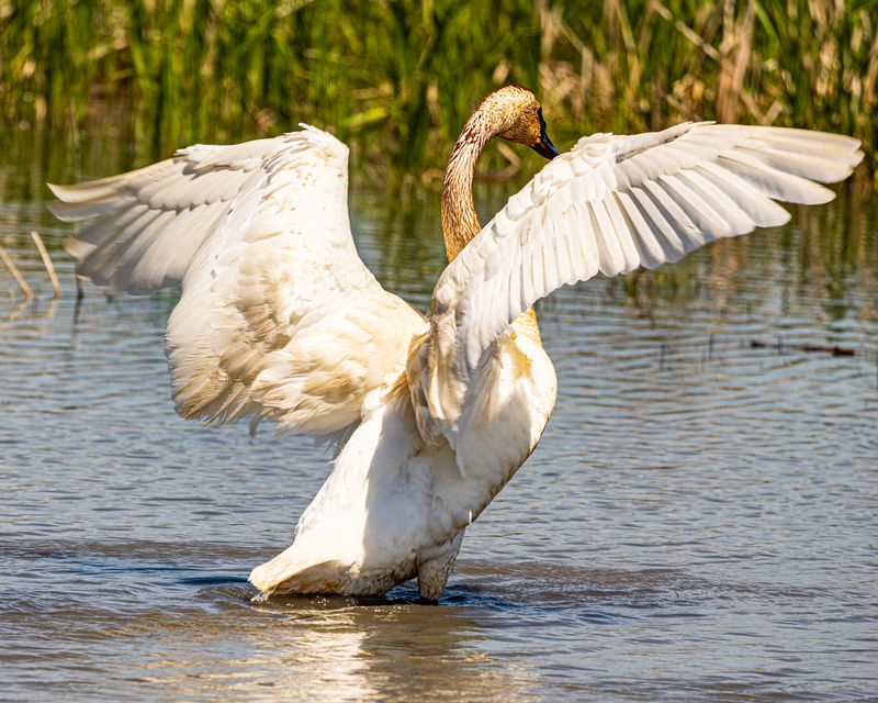 Trumpter Swan-2.tif