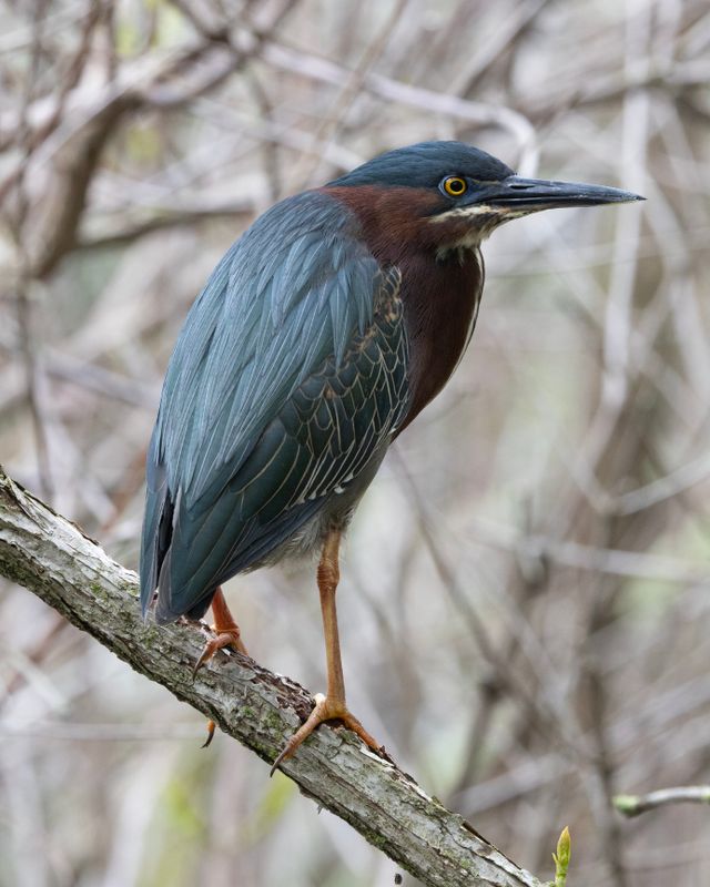 Green Heron-R5.tif