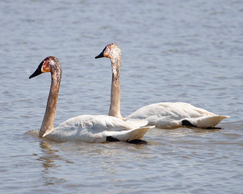 Trumpter Swan.jpg
