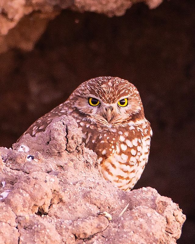 Burrowing Owwl2V2008.tif