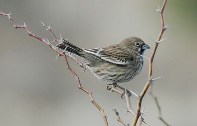 Lark Bunting.tif