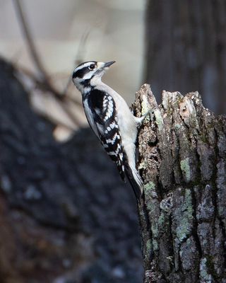 Hairy  Woodpecker