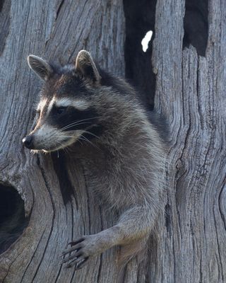 Raccoon.jpg