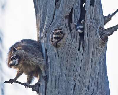 Raccoon family.jpg