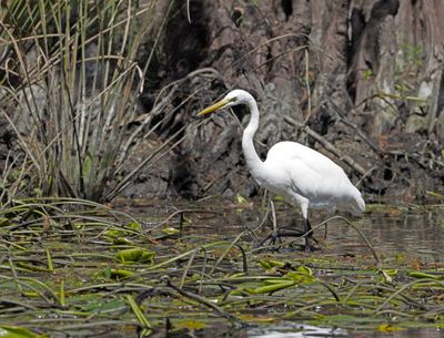 Great Egret1].tif