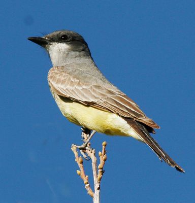 Thick-billed Kingbird1016.tif