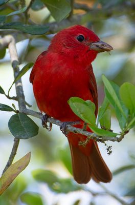 Summer Tanager-3755.tif