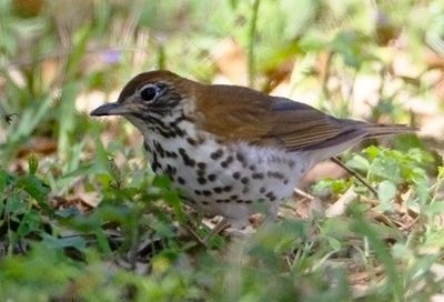 Hermit Thrush-3858.tif