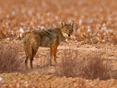 Coyote4680.tif