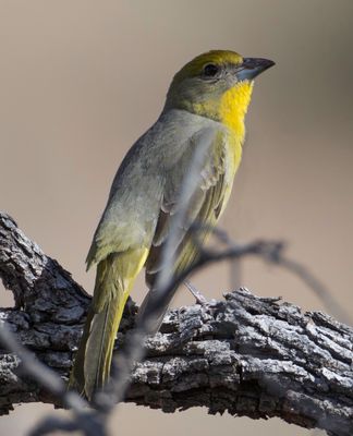 W.Summer Tanager-f2789.tif