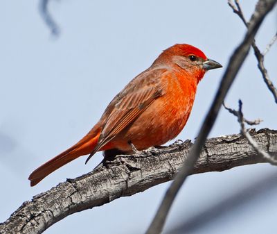 W.Summer Tanager2944.tif