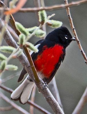 PaintedRedstart2977.tif