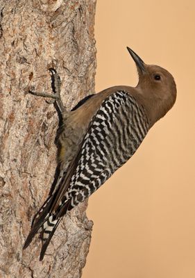 Williamson'sSapsucker-female5643150211.tif